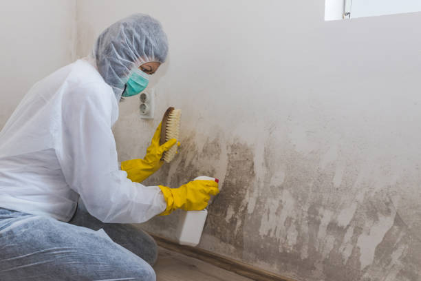 Best Mold Damage Repair  in Fairview Park, OH