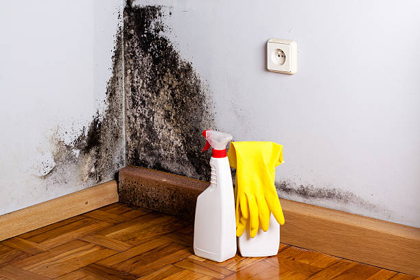 Professional Mold Removal in Fairview Park, OH